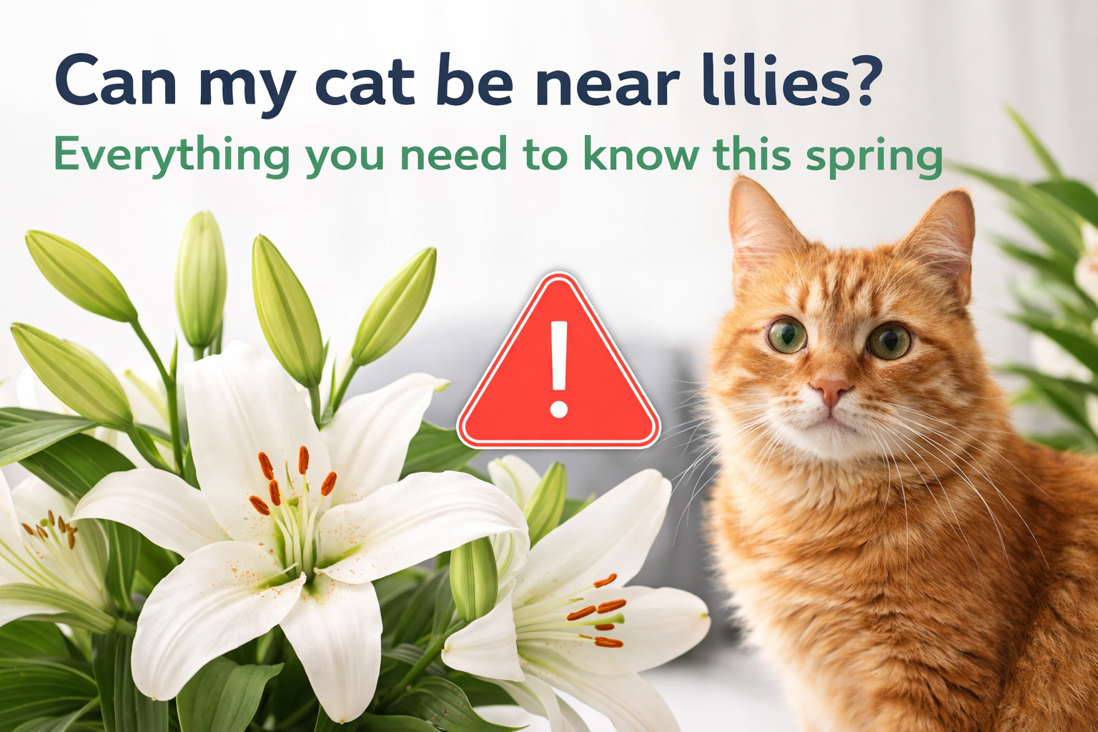 Can my cat be near lilies? Everything you need to know this spring